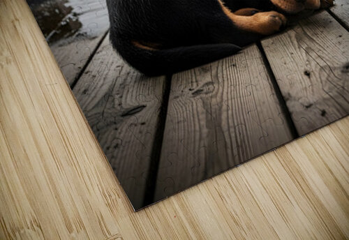 Rottweiler Puppy Seeks Shelter From Heavy Rain Puppy Prints puzzle