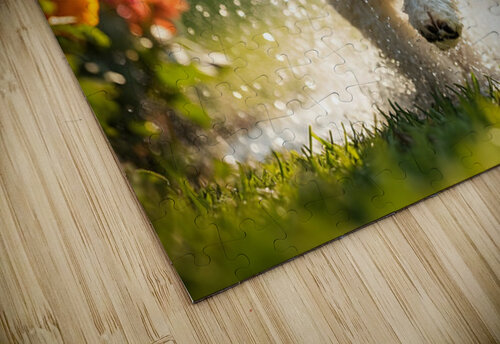 Tired Poodle Puppy Rests After Sprinkler Fun Puppy Prints puzzle