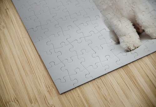 Focused Bichon Frise Puppy Poses Perfectly For Camera Puppy Prints puzzle