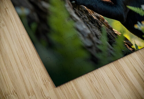 Cane Corso Puppy Spots Squirrel At Tree Base Puppy Prints puzzle