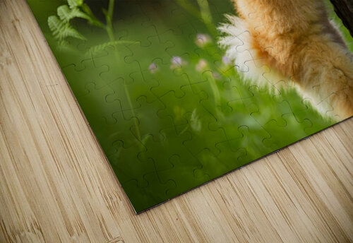 Pomeranian Puppy Discovers The Perfect Climbing Challenge Puppy Prints puzzle