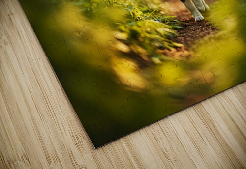 Australian Shepherd Puppy Begins Flower Delivery Mission Puppy Prints puzzle