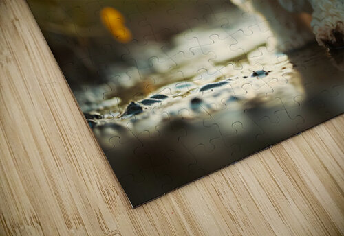 Happy Poodle Puppy Realizes The Truth About Reflections Puppy Prints puzzle