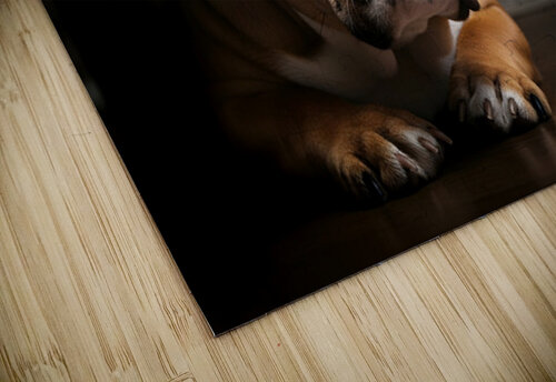 Brave Bulldog Puppy Feels Better Under Table Puppy Prints puzzle