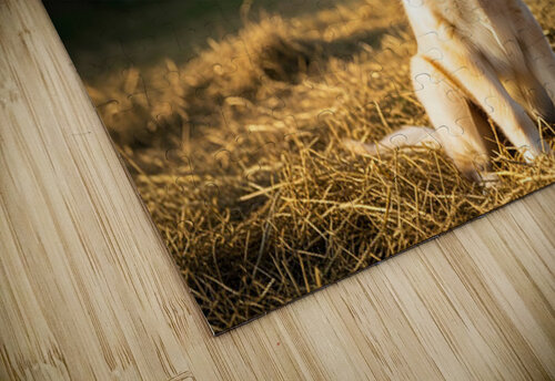 Sleepy Golden Retriever Puppy Rests In Cozy Haystack Puppy Prints puzzle