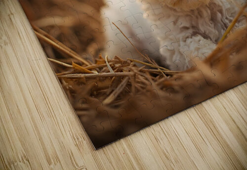 Bichon Frise Puppy Discovers Farm Haystack Adventure Puppy Prints puzzle