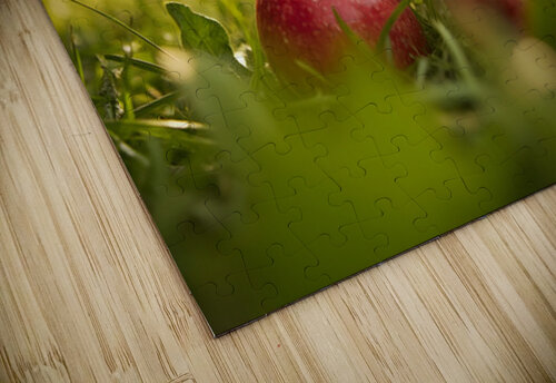 French Bulldog Puppy Discovers Apple Orchard Puppy Prints puzzle