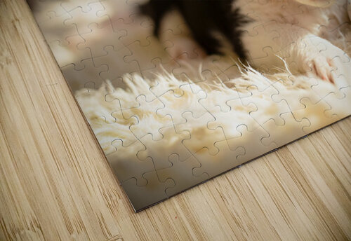 Border Collie Puppy Discovers The Warm Fireplace Puppy Prints puzzle