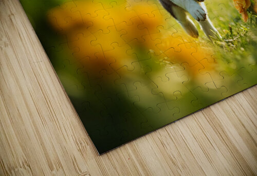 Husky Puppy Spots A Beautiful Butterfly In Garden Puppy Prints puzzle