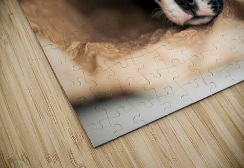 Boston Terrier Puppy Discovers Mysterious Shopping Bag Puppy Prints puzzle