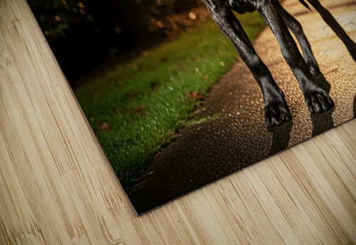 Cane Corso Puppy Returns Home After Night Out Puppy Prints puzzle