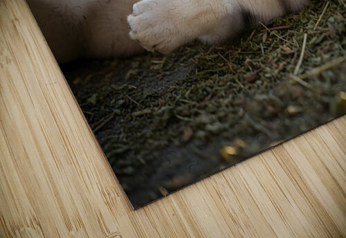 Happy Herb Covered Husky Puppy Puppy Prints puzzle