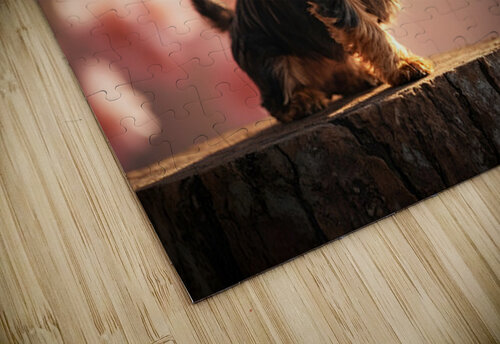 Tired Little King Yorkie Rests On Throne Puppy Prints puzzle
