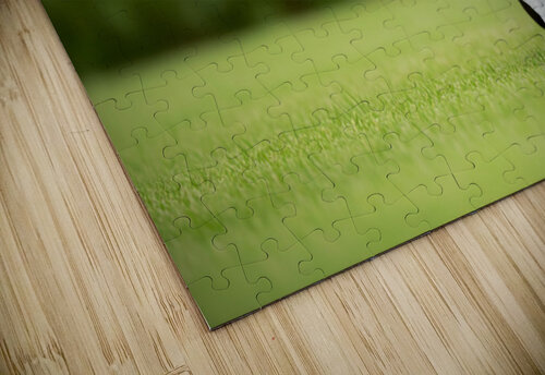 Boston Terrier Puppy And Butterfly Rest Together In Garden Puppy Prints puzzle