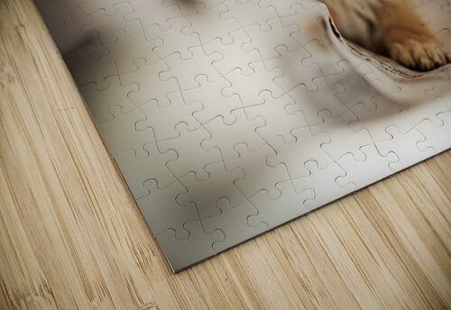 Pomeranian Puppys Cozy Morning Spot Puppy Prints puzzle