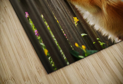 Curious Pomeranian Puppy Spots Something In The Sky Puppy Prints puzzle