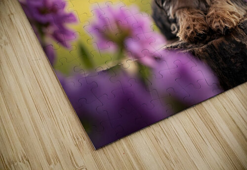 Yorkie Puppy Claims His Royal Throne Puppy Prints puzzle