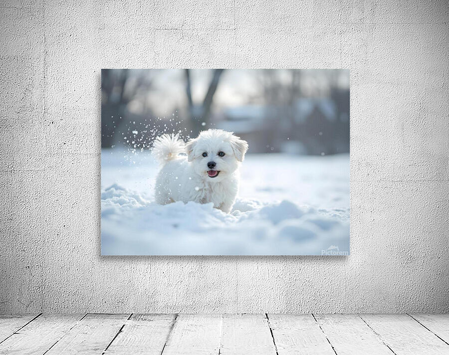 White Bichon Frise Puppy Discovers Fresh Snow In Winter Yard Wall Preview