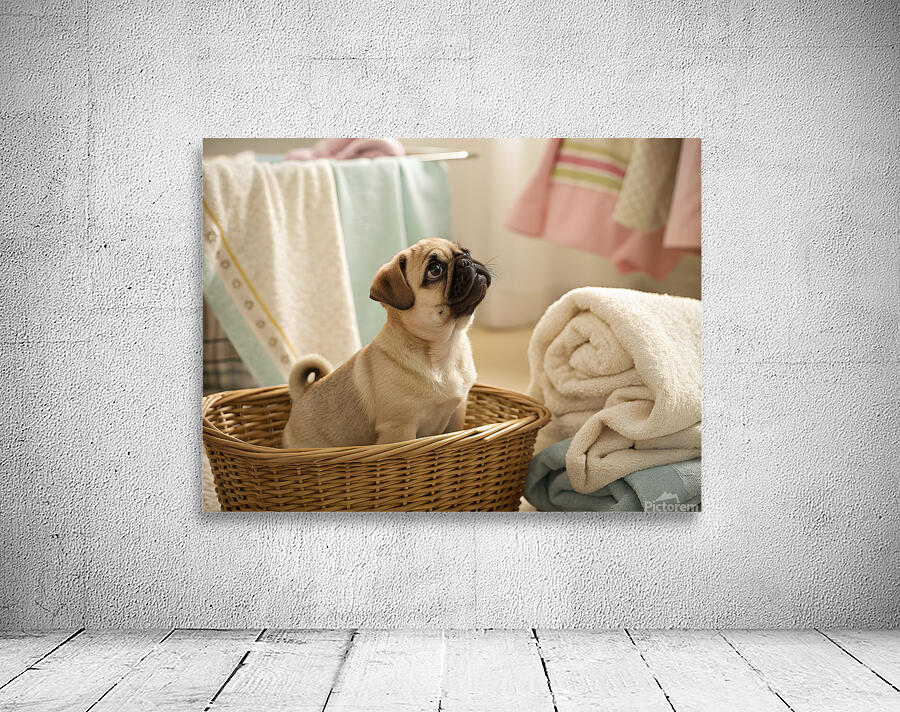 Pug Puppy Discovers Cozy Laundry Basket Wall Preview