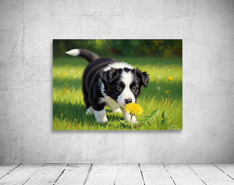 Border Collie Puppy Discovers Yellow Dandelion Wall Preview