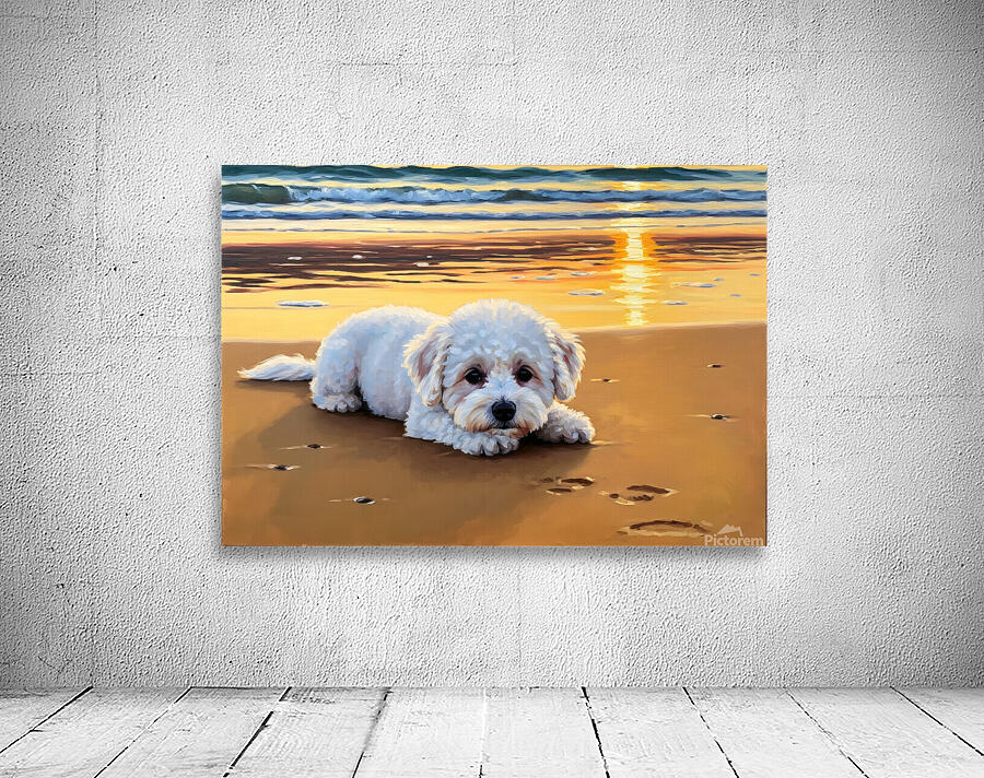 Content Bichon Frise Puppy Rests On Beach Wall Preview