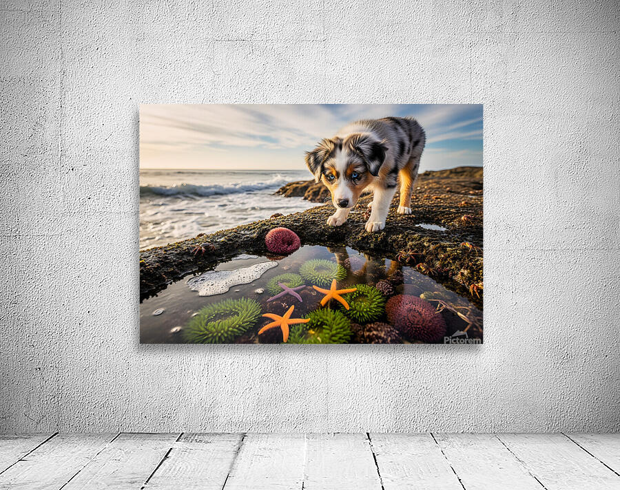 Australian Shepherd Puppy Discovers Tide Pools Wall Preview