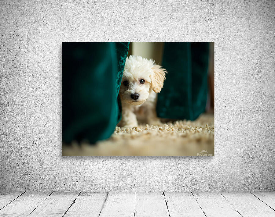 Happy Poodle Puppy Sitting By Blue Curtains Wall Preview