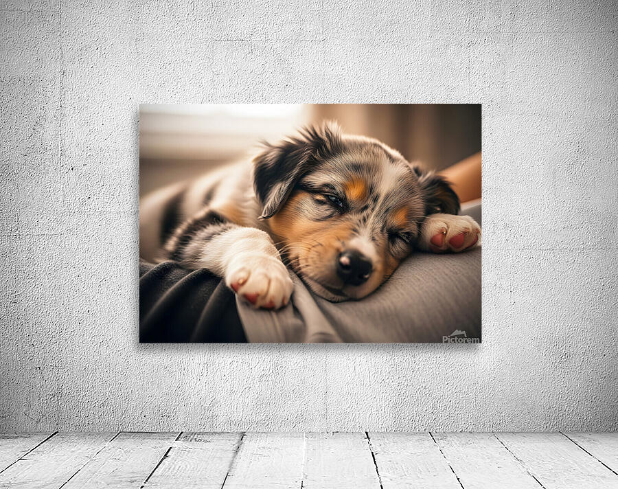 Alert Australian Shepherd Puppy Ready To Play Wall Preview