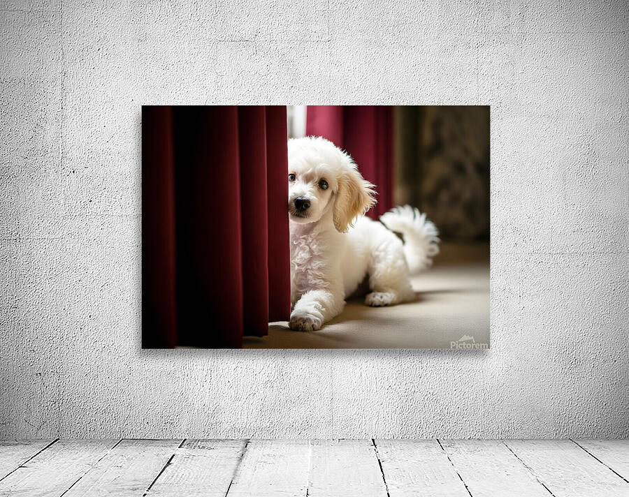 Poodle Puppy Plays Hide And Seek Behind Curtain Wall Preview