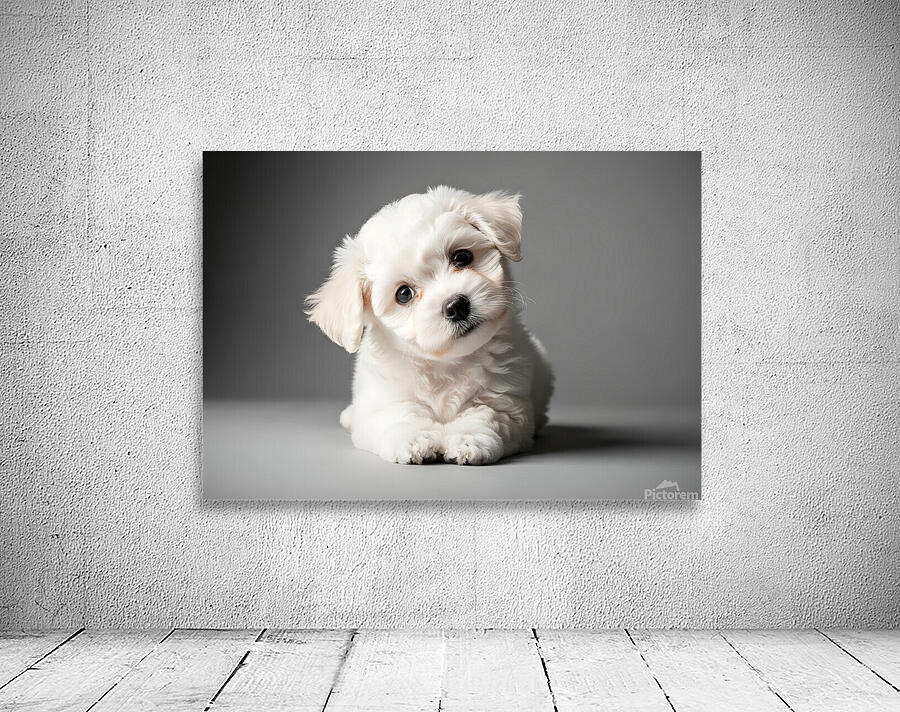 Bichon Frise Puppy Ready For Photo Session Wall Preview