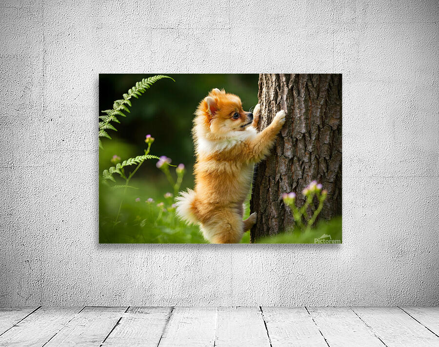 Pomeranian Puppy Discovers The Perfect Climbing Challenge Wall Preview