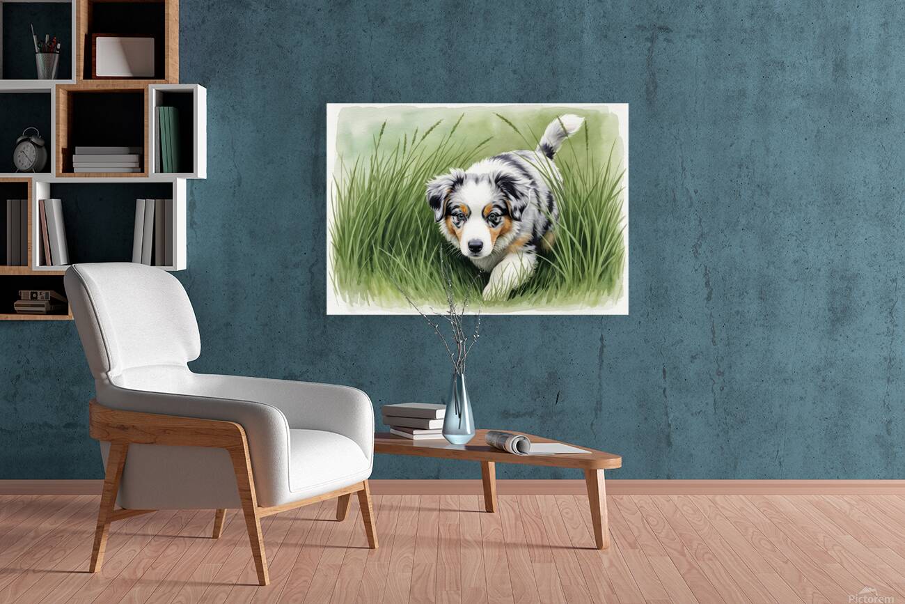 Blue Merle Australian Shepherd Puppy Searches Through Tall Grass Reproduction