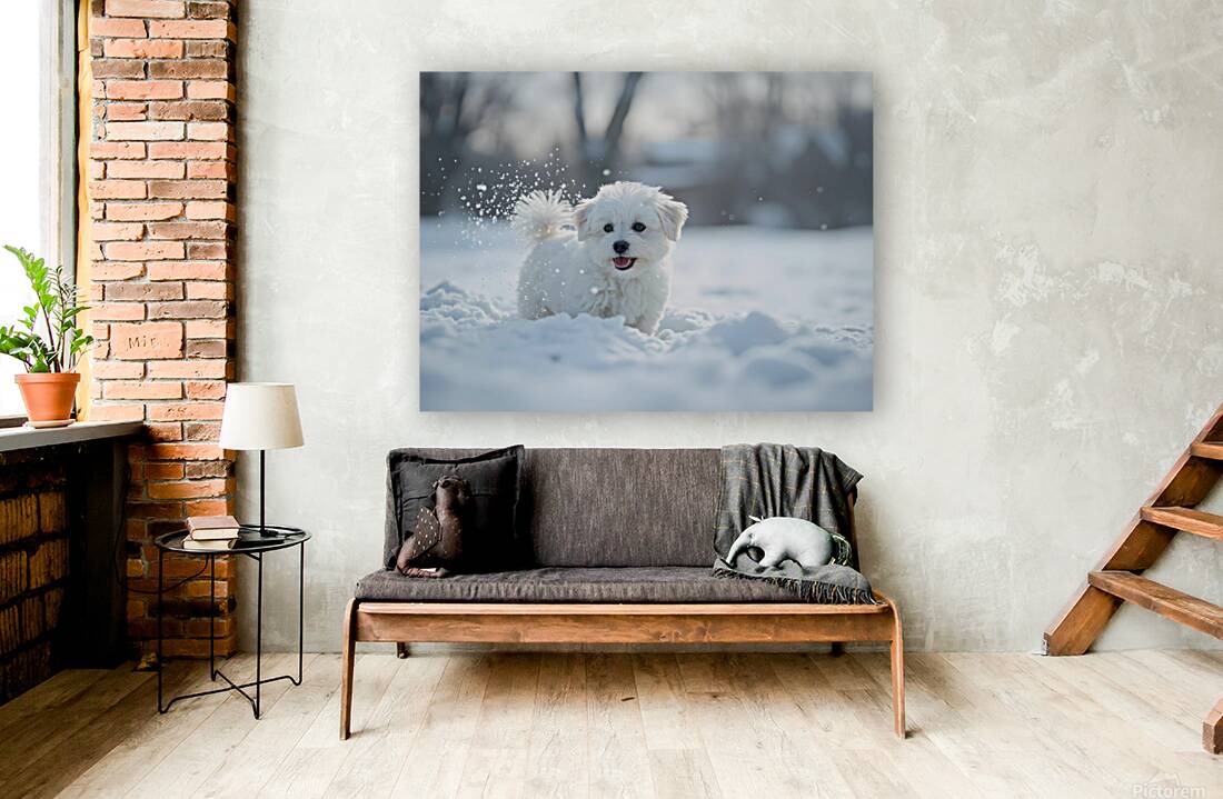 White Bichon Frise Puppy Discovers Fresh Snow In Winter Yard Reproduction