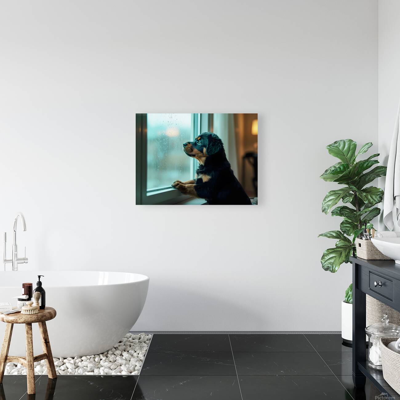 Hopeful Rottweiler Puppy Anticipates End Of Rainy Weather Reproduction