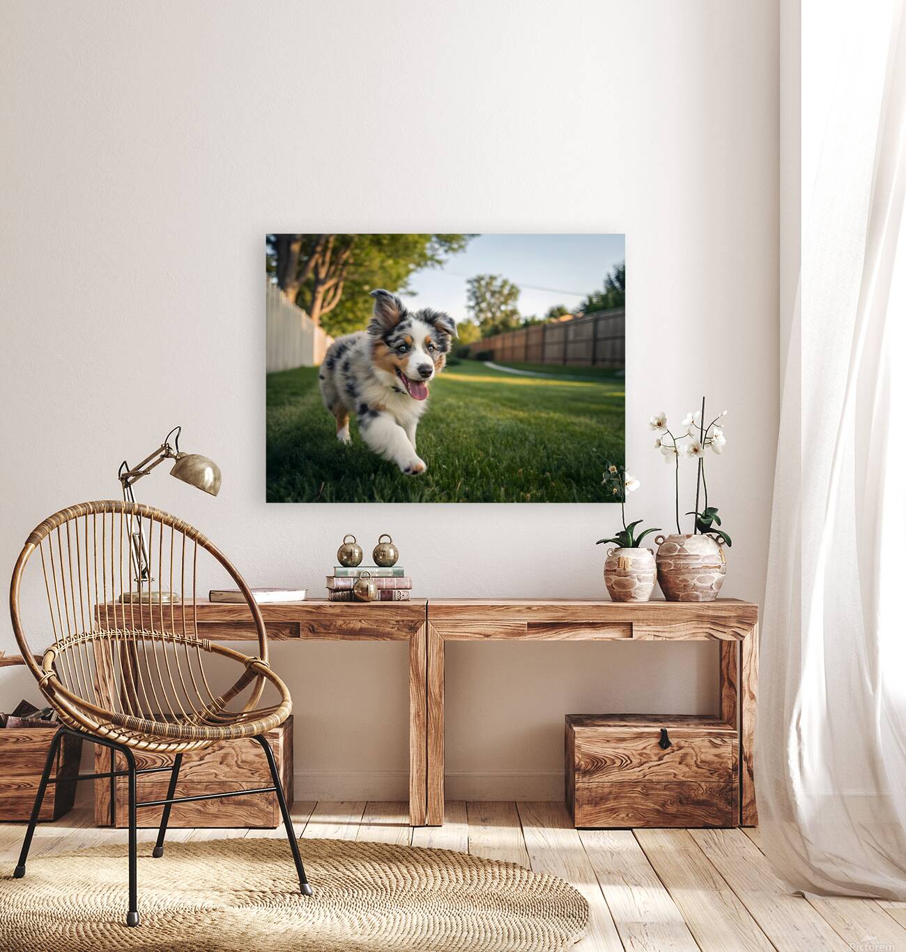 Australian Shepherd Puppy Gets The Zoomies In Backyard Reproduction