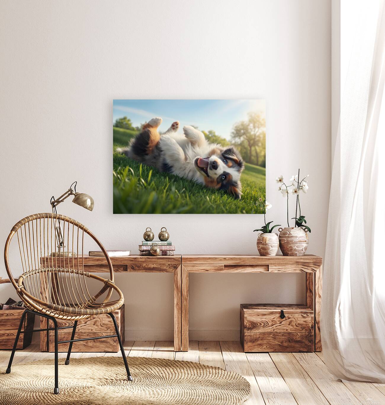 Happy Australian Shepherd Puppy Rolls On Grass Reproduction