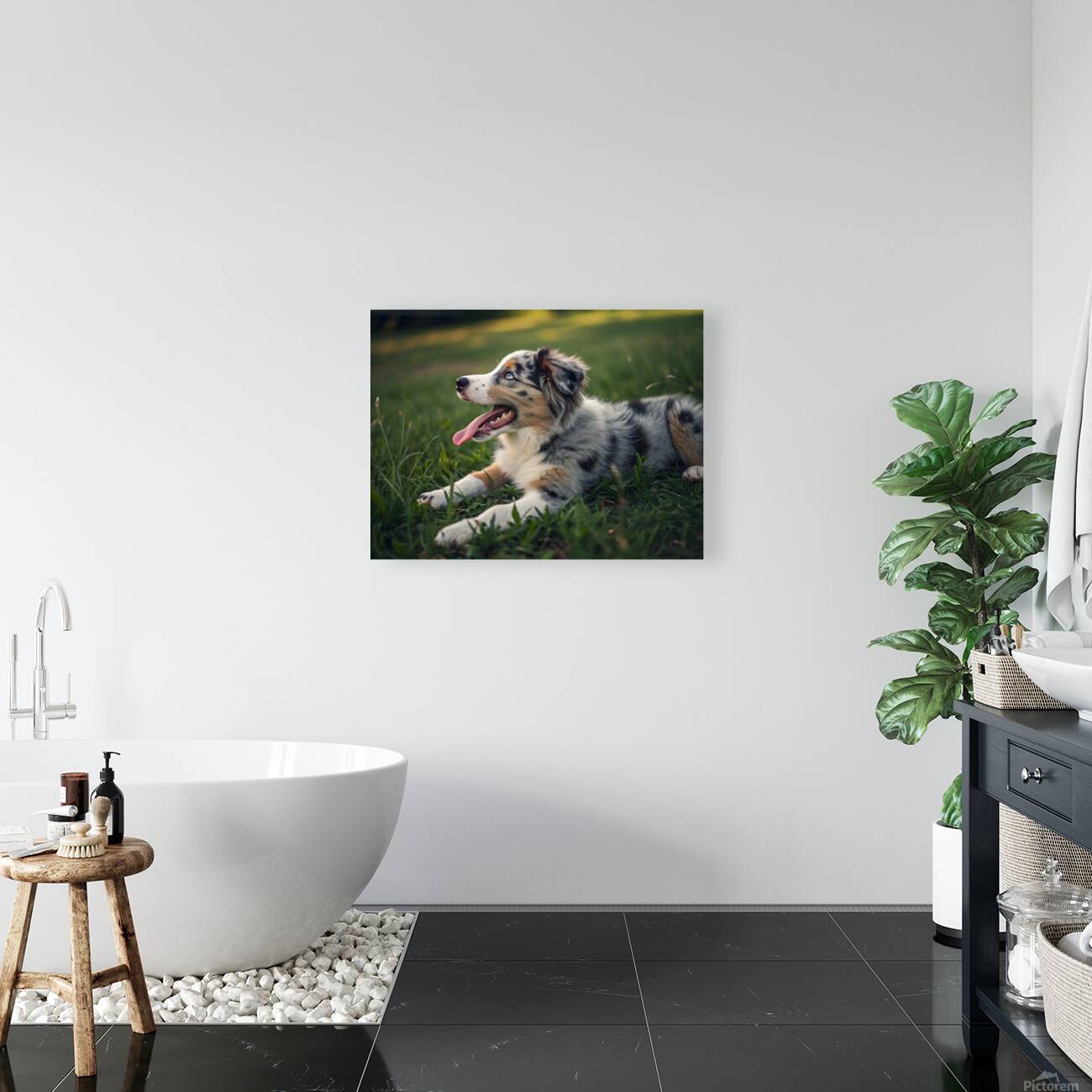 Tired Australian Shepherd Puppy Rests After Zoomies Reproduction