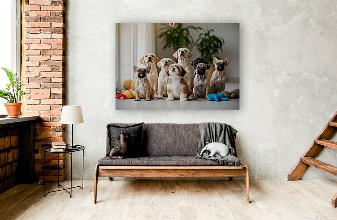 Shih Tzu Puppy Spots Delicious Treats Above Reproduction