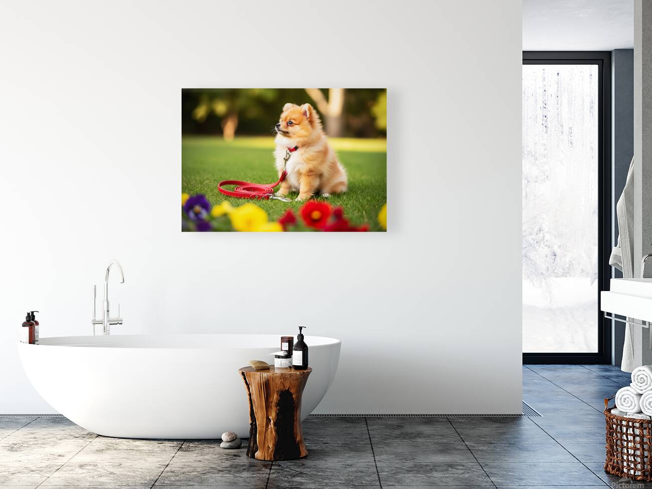 Pomeranian Puppy Discovers New Red Leash Reproduction