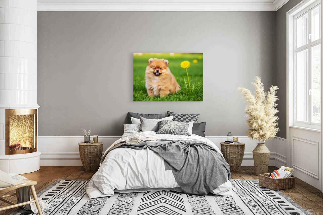 Happy Pomeranian Puppy After Discovering New Scent Reproduction