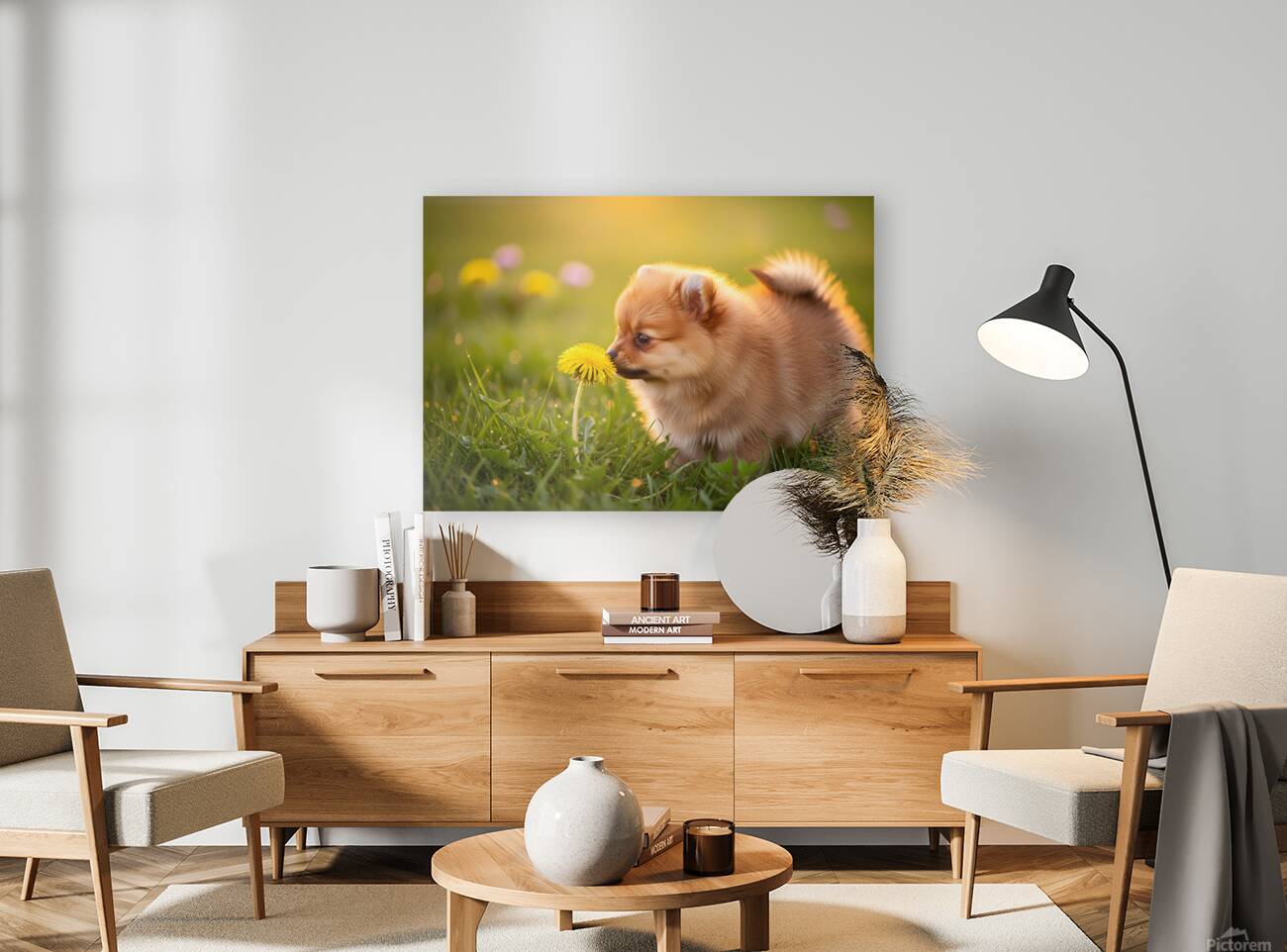 Pomeranian Puppy Discovers Yellow Dandelion In Meadow Reproduction