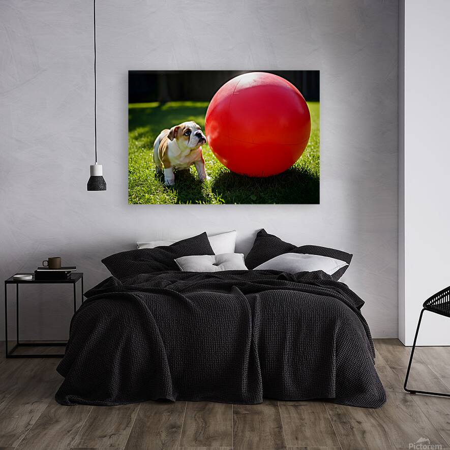 Bulldog Puppy Discovers Giant Red Ball Reproduction