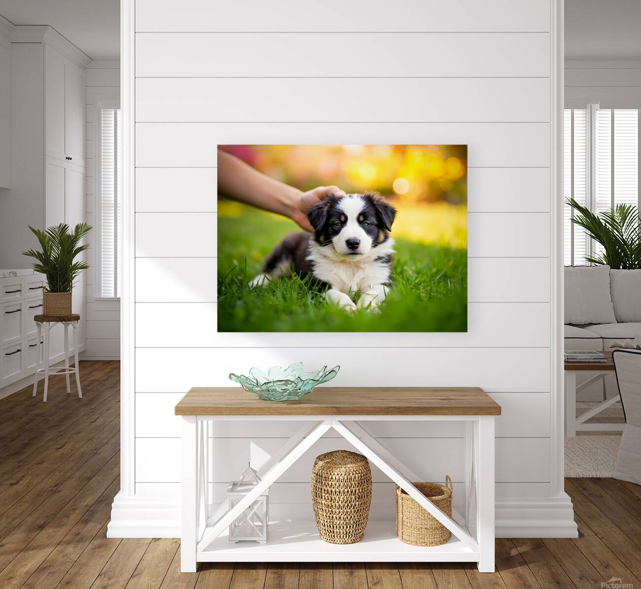 Border Collie Puppy Feeling Sleepy After Ear Scratches Reproduction