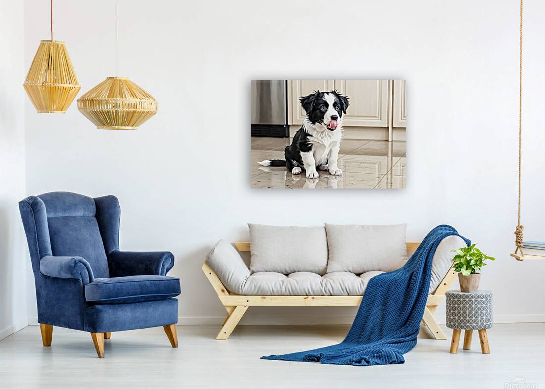 Border Collie Puppy Anticipates Delicious Treat Reproduction