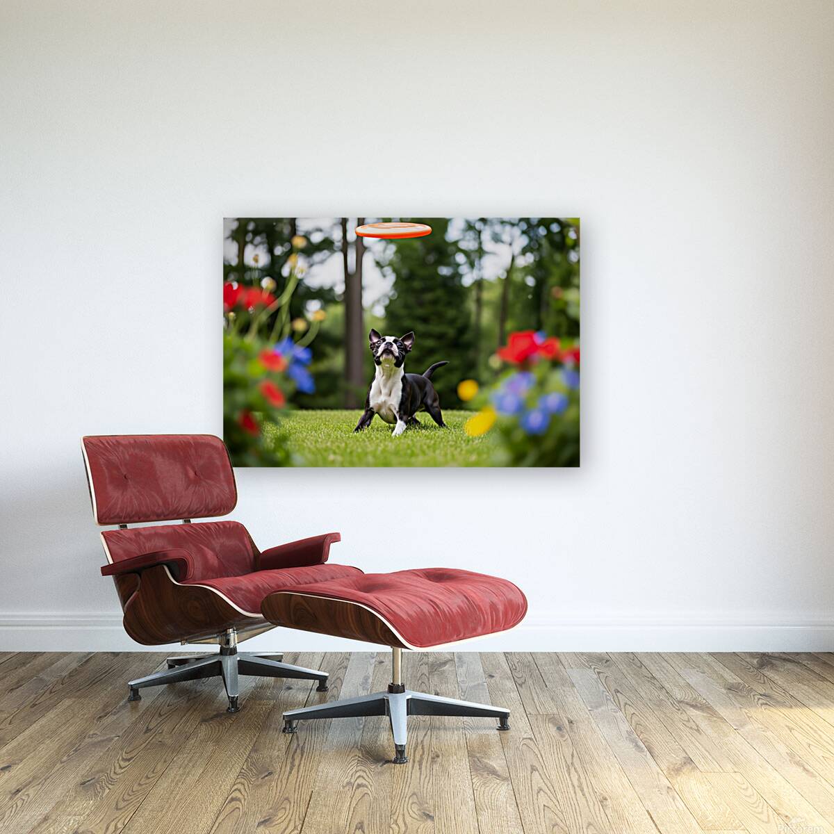 Boston Terrier Puppy Ready To Leap For Frisbee Reproduction