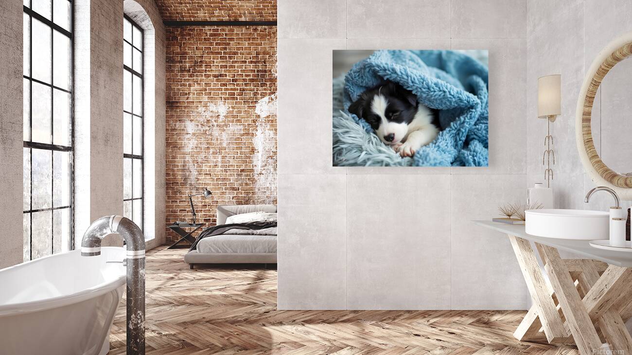 Border Collie Puppy Dreams Under Soft Blanket Reproduction