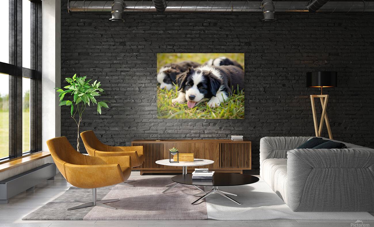 Happy Border Collie Puppy Rests After Playtime Reproduction