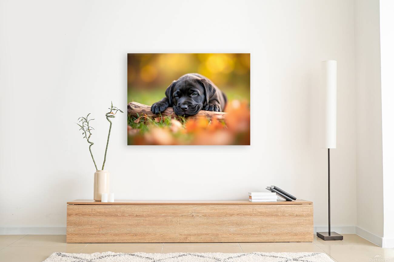 Content Cane Corso Puppy Rests On Stick Pillow Reproduction