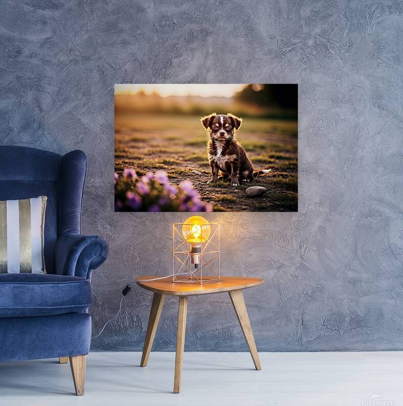 Muddy Chihuahua Puppy After Playtime Reproduction