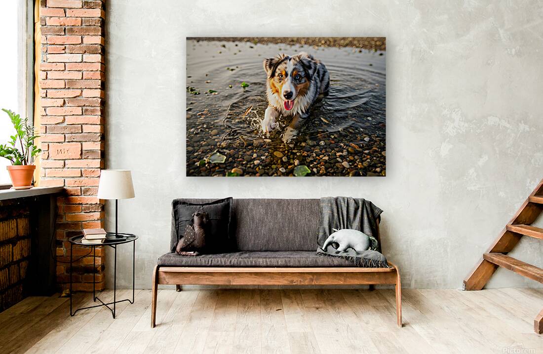 Playful Australian Shepherd Puppy Splashes In Shallow Tide Pool Reproduction